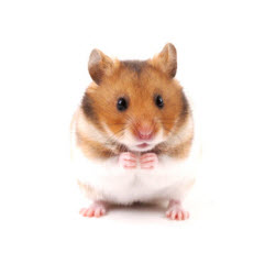 Hamster